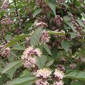 Callicarpa longifolia 'Augustata' fleur P17